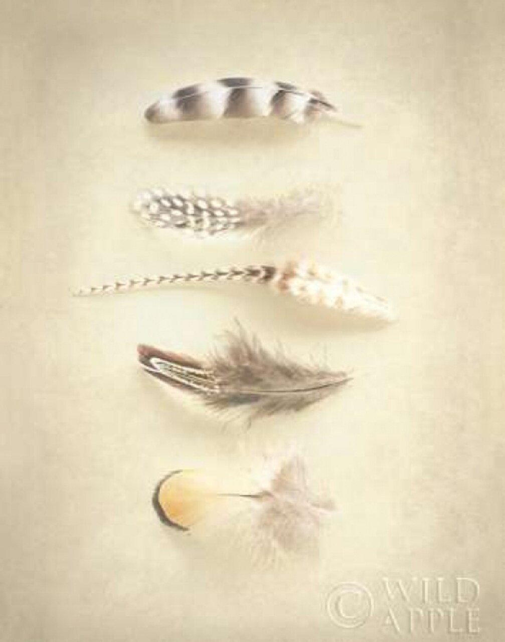 Feathers III Poster Print by Elizabeth Urquhart - Item # VARPDX16434